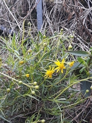 Senecio inaequidens