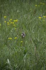 Orchis militaris