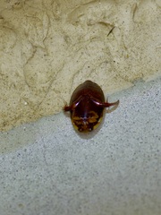 Thermonectus basillaris basillaris