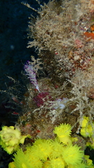 Flabellina llerae