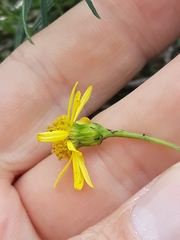 Senecio inaequidens