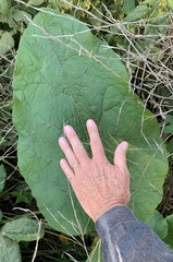 Arctium tomentosum