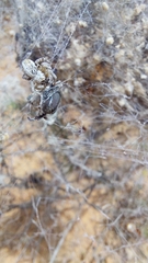 Stegodyphus dumicola