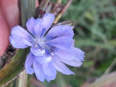 Cichorium intybus