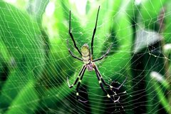 Trichonephila clavata