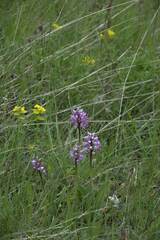 Orchis militaris