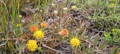Leucospermum prostratum