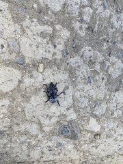 Capnodis cariosa