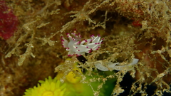 Flabellina llerae