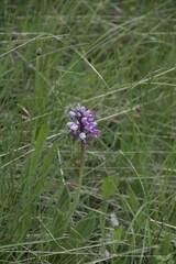 Orchis militaris