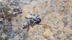 Stegodyphus dumicola