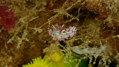 Flabellina llerae