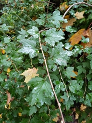Ribes alpinum