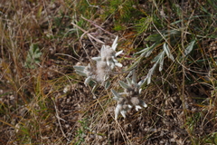 Leontopodium
