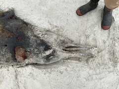 Mesoplodon grayi