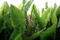 Trichonephila clavata
