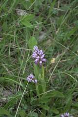 Orchis militaris