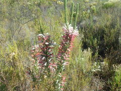 Erica perspicua