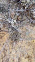 Stegodyphus dumicola