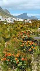 Leucospermum oleifolium