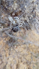 Stegodyphus dumicola