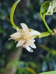 Baloghia inophylla