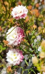 Lachnaea densiflora
