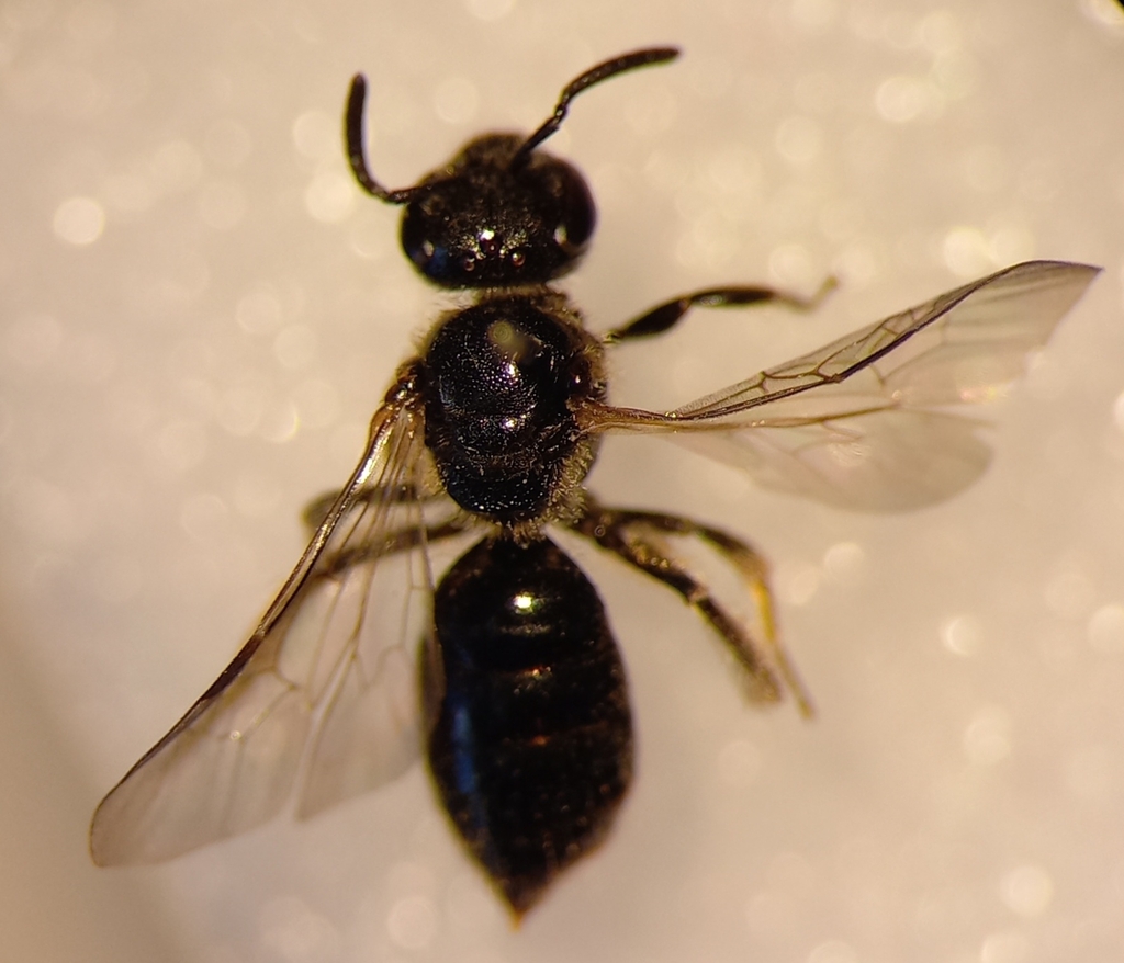 Lasioglossum pygmaeum