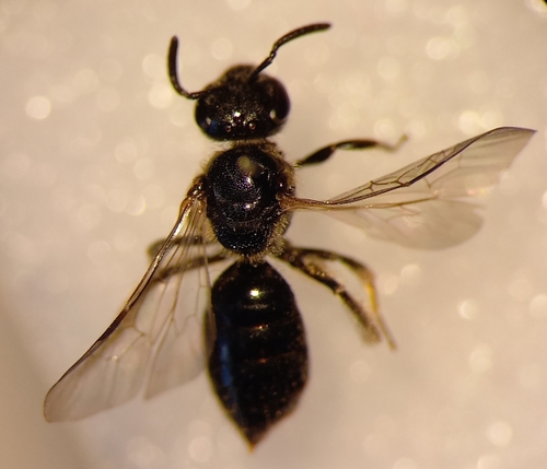 Lasioglossum pygmaeum