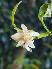 Baloghia inophylla