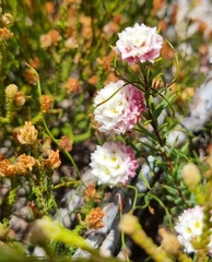 Lachnaea densiflora