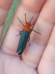 Apistosia judas