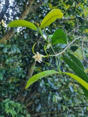 Baloghia inophylla