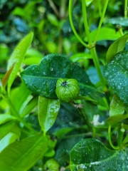 Baloghia inophylla