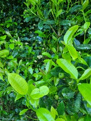 Baloghia inophylla