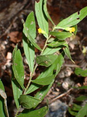 Solidago petiolaris