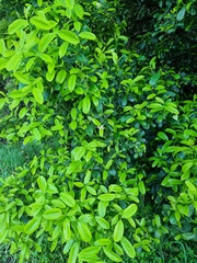 Baloghia inophylla