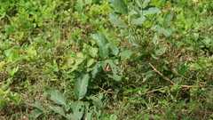 Moduza procris procris