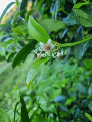 Baloghia inophylla