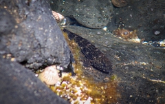 Mauligobius maderensis