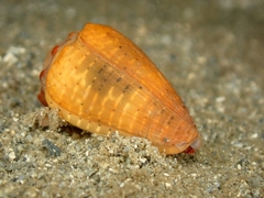 Conus coronatus