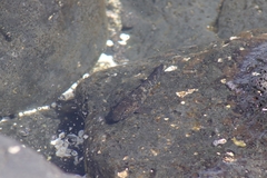 Mauligobius maderensis