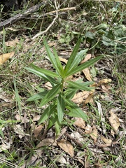 Gomphocarpus