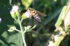Syrphus knabi