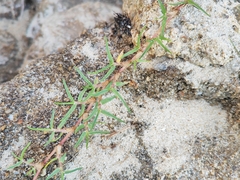 Paspalum vaginatum