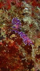 Coryphellina arveloi