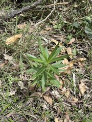 Gomphocarpus