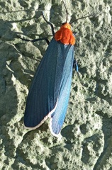 Apistosia judas