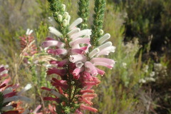 Erica perspicua