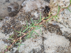 Paspalum vaginatum